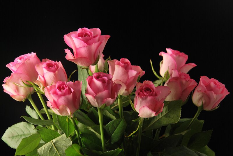 Bunch of Pink Roses — Dramatic, Photograph, Green Leaves, Stems
