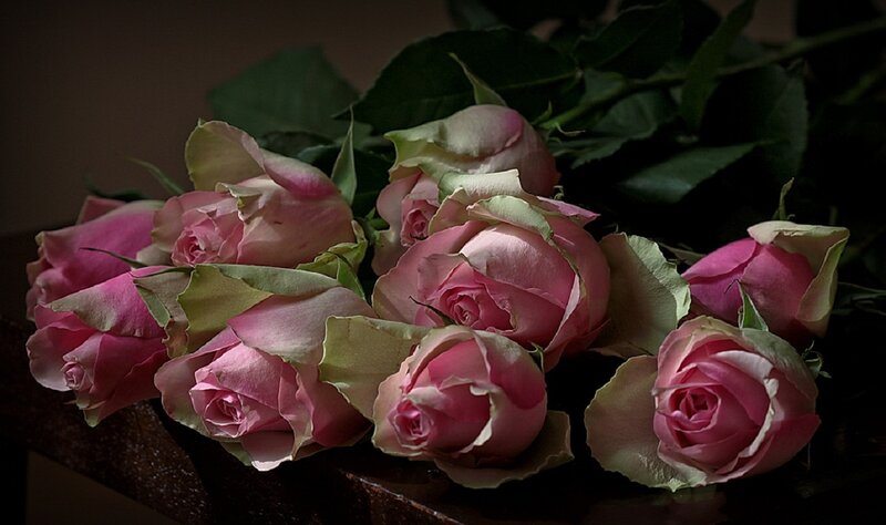 Bunch of Pink Roses — Dramatic, Photograph, Green Leaves