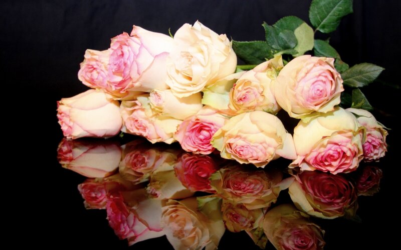 Bunch of Pink Roses — Dramatic, Photograph