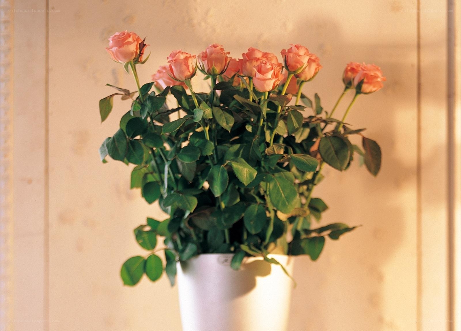Bunch of pink roses in a vase