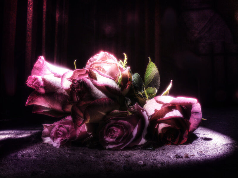 Bunch of Pink Roses — Purple