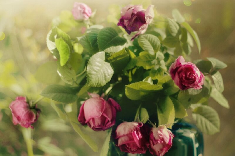 Bunch of Pink Roses — Serene, Afternoon, Photograph