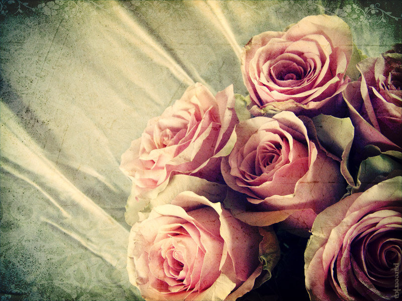 Bunch of Pink Roses — Serene, Photograph, Flowers