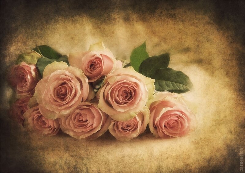 Bunch of Pink Roses — Serene, Photograph, Leaves