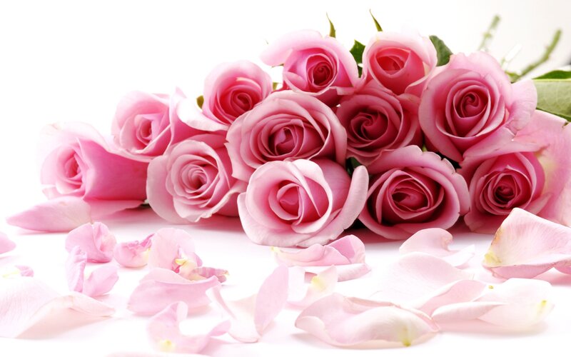 Bunch of Pink Roses — Serene, Photograph, Petals, Leaves, White
