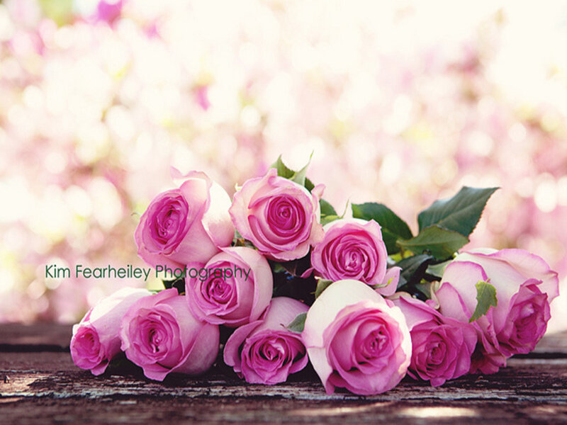 Bunch of Pink Roses — Serene, Spring