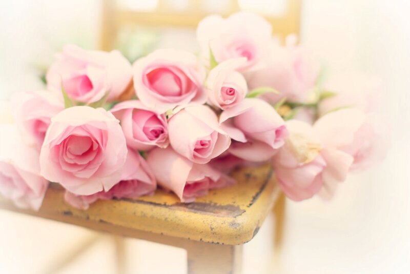 Bunch of Pink Roses — Soft