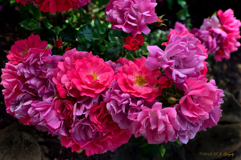Bunch of Pink Roses — Vibrant, Summer