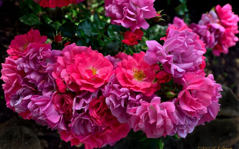 Bunch of Pink Roses — Vibrant