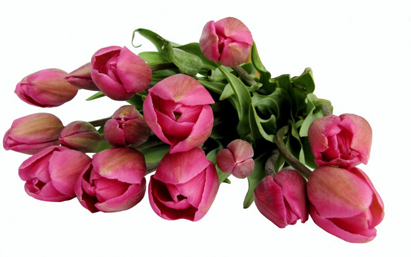 bunch of pink tulips