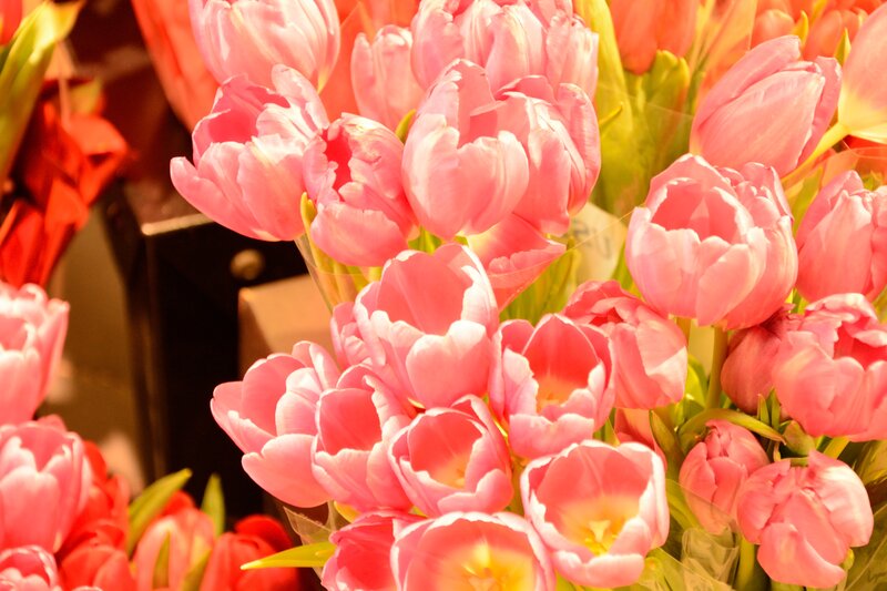 Bunch of Pink Tulips — Bright