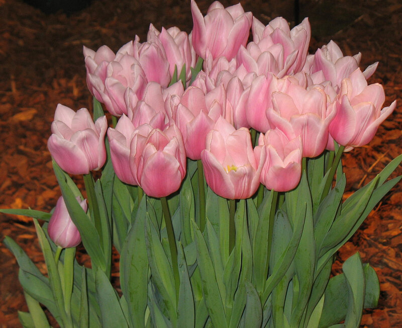 Bunch of Pink Tulips — Calm, Spring