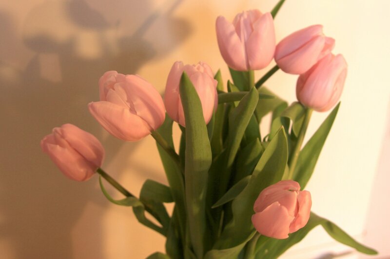 Bunch of Pink Tulips — Calm, Sunset