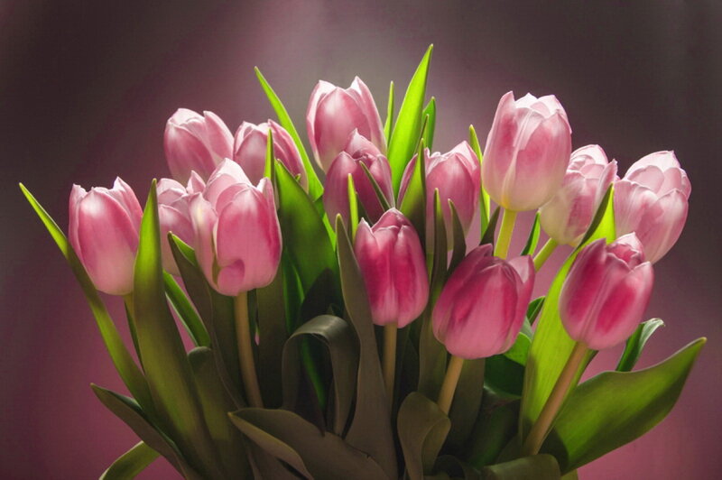 Bunch of Pink Tulips — Dramatic