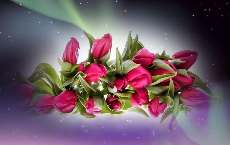 Bunch of Pink Tulips — Dreamy