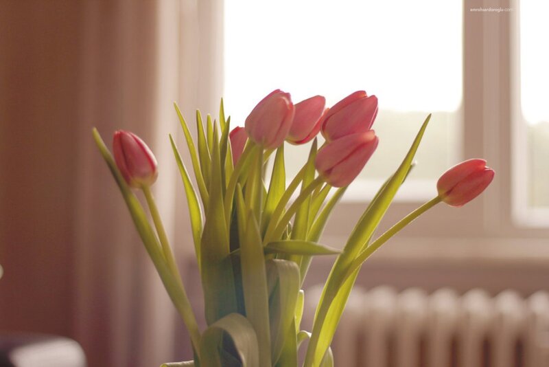 Bunch of Pink Tulips — Serene