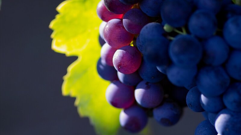 Bunch of Purple Grapes — Dramatic, Photograph