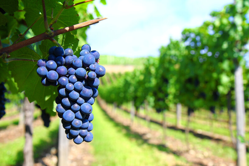 Bunch of Purple Grapes — Green