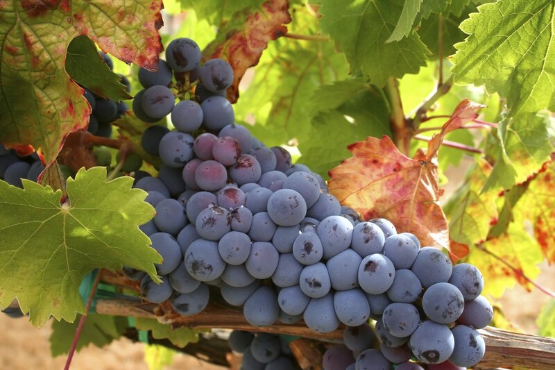 Bunch of Purple Grapes — Serene