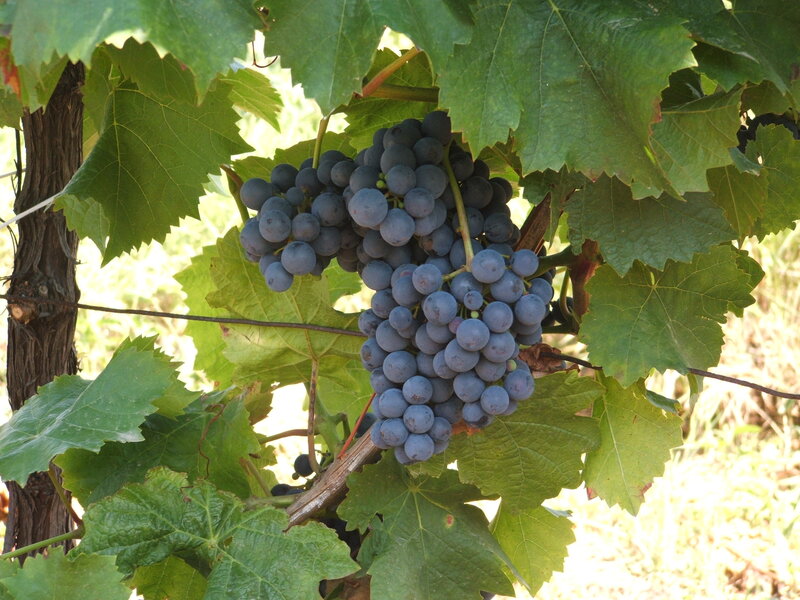 Bunch of Purple Grapes