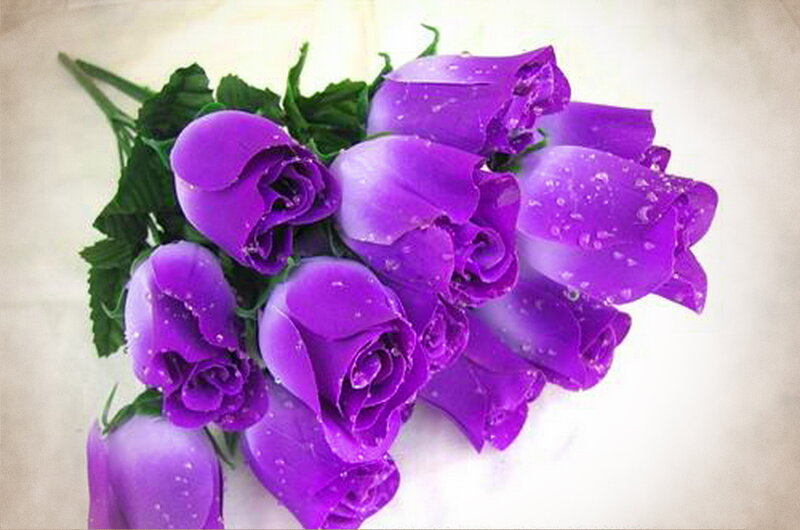 Bunch of Purple Roses — Calm, Photograph