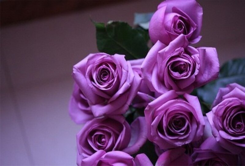 Bunch of Purple Roses — Calm