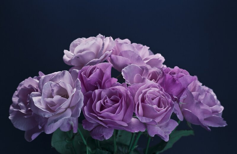 Bunch of Purple Roses — Dramatic