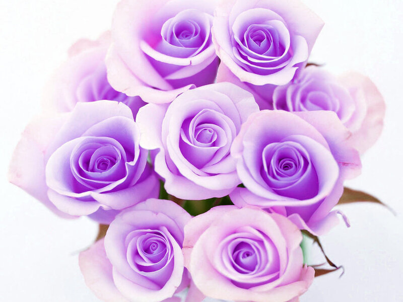 Bunch of Purple Roses