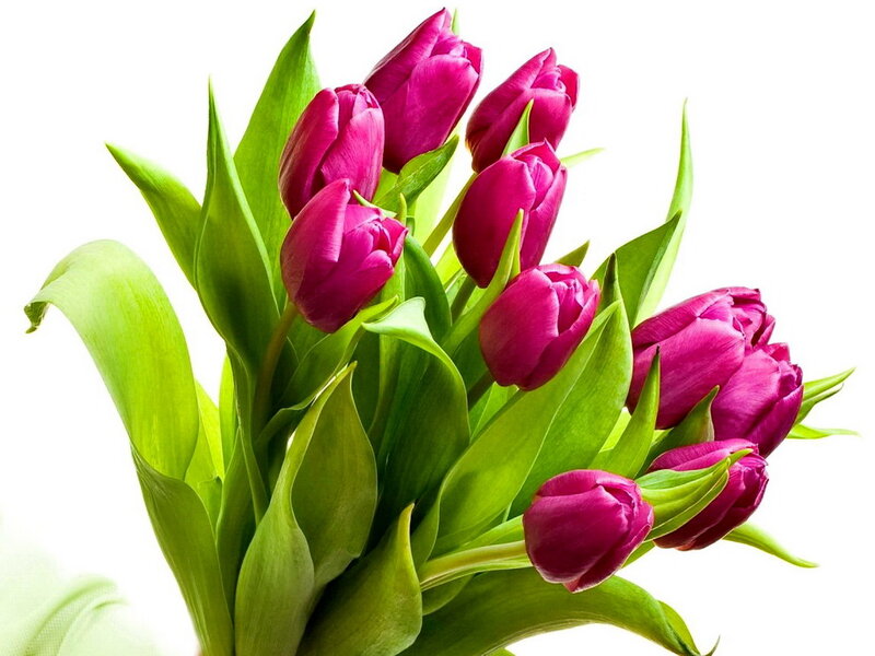 Bunch of Purple Tulips — Calm, Photograph