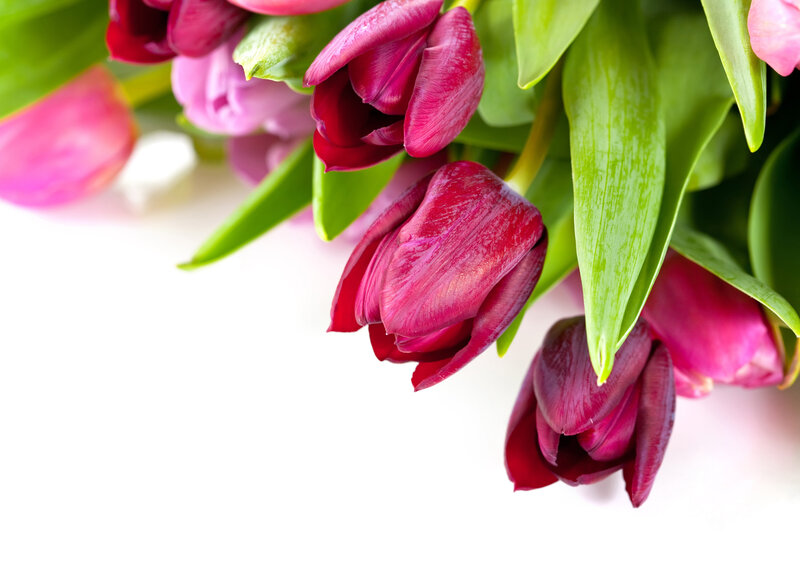 Bunch of Purple Tulips — Calm, Spring