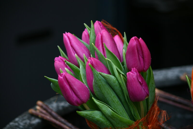 Bunch of Purple Tulips — Calm