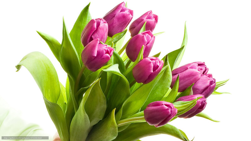bunch of purple tulips