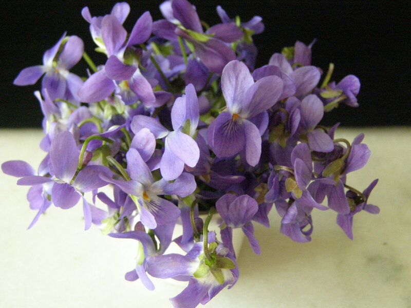 bunch of purple violets
