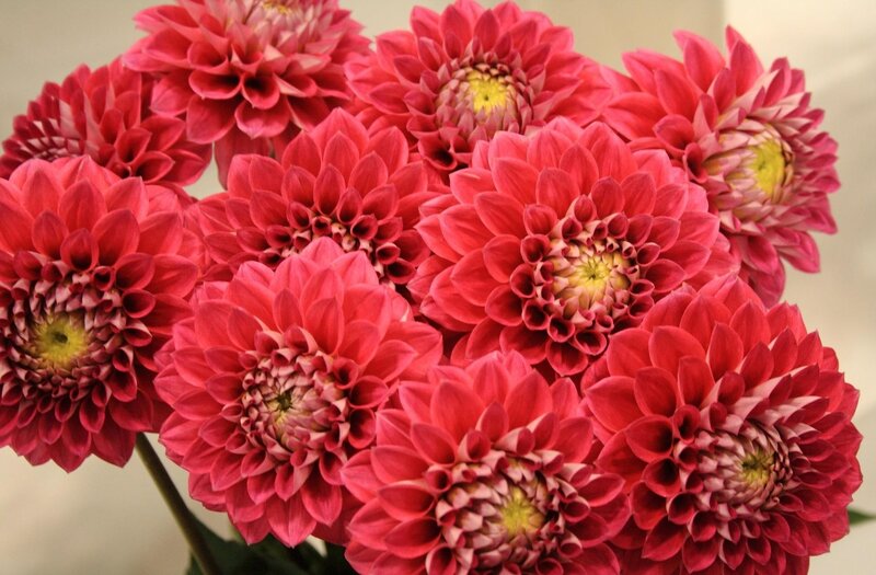 bunch of red dahlia flowers