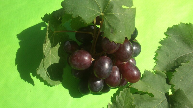 Bunch of Red Grapes — Green