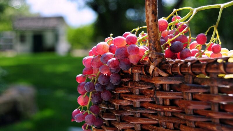 Bunch of red grapes in a basket