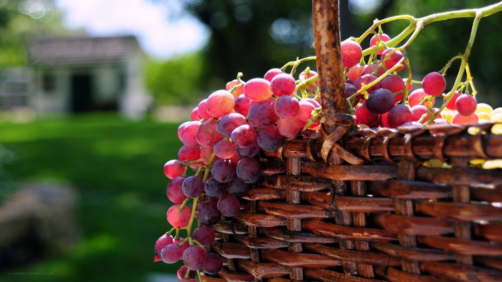 Bunch of red grapes in a basket