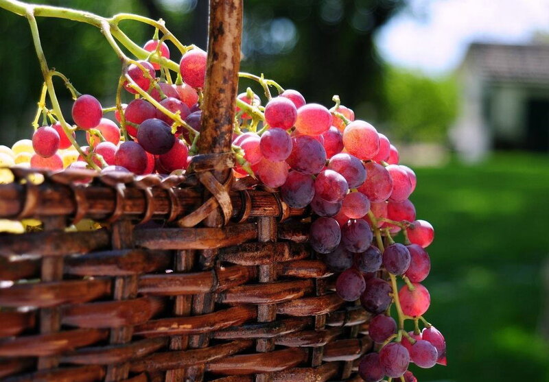 Bunch of Red Grapes — Serene