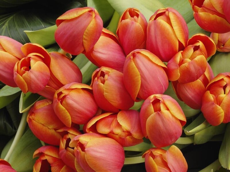 Bunch of Red-orange Tulips