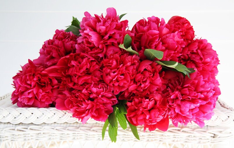 Bunch of Red Peonies