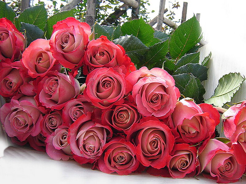 Bunch of Red Roses — Calm, Afternoon, Photograph, Green Leaves