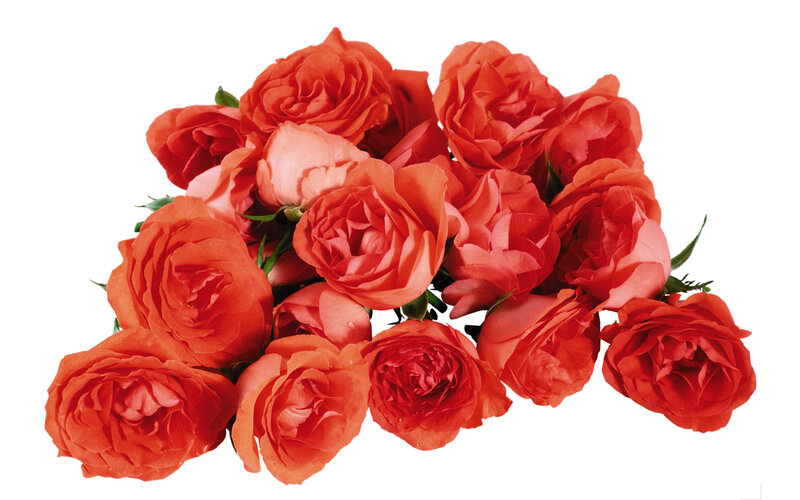 Bunch of Red Roses — Calm, Photograph, Flowers, Stems