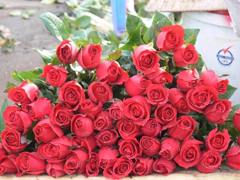 Bunch of Red Roses — Calm, Photograph, Green Leaves, White Bucket