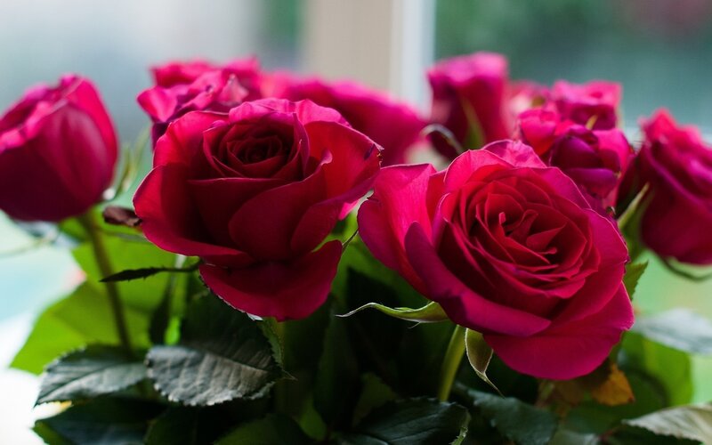 Bunch of Red Roses — Calm, Photograph, Green Leaves, Window