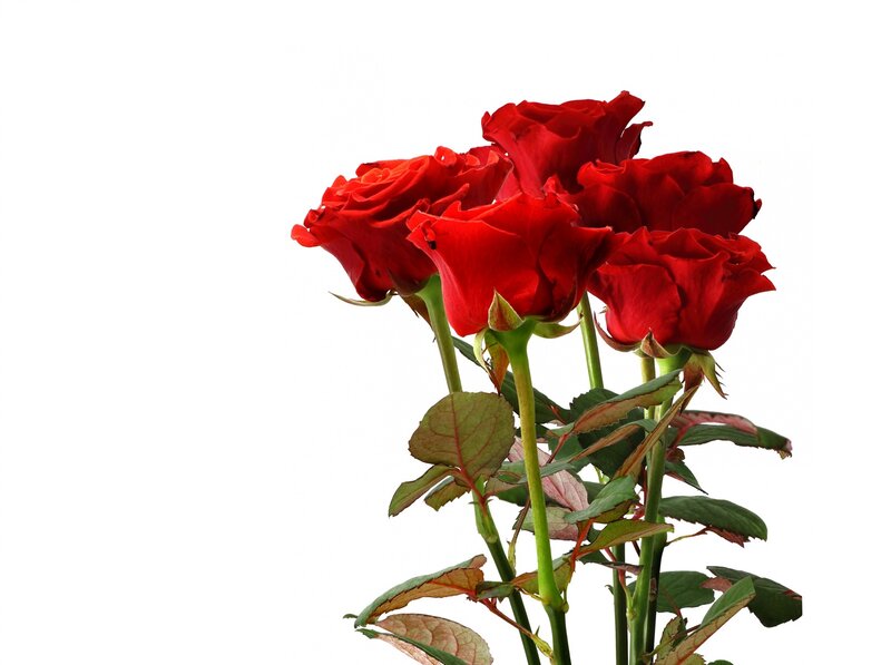 Bunch of Red Roses — Calm, Photograph, Green Stems