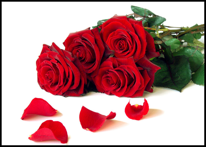 Bunch of Red Roses — Calm, Photograph, Petals