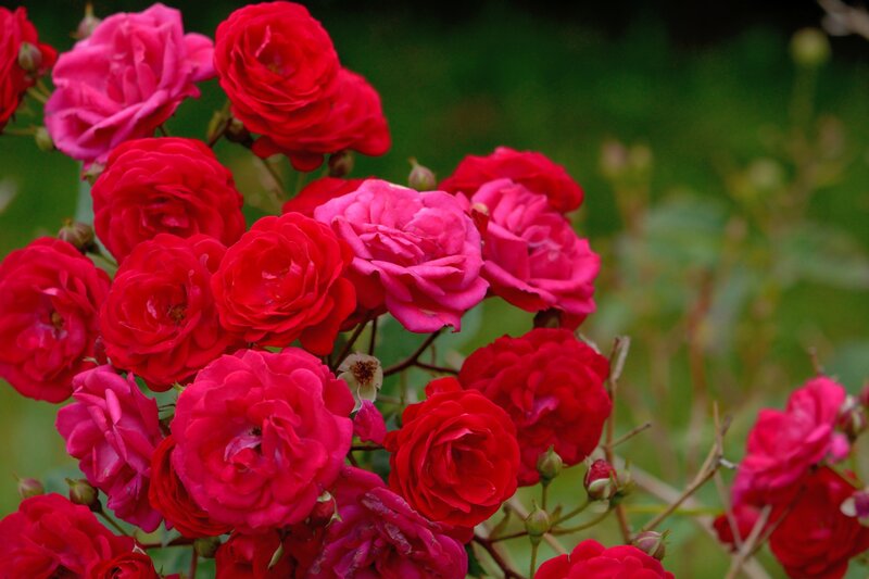 Bunch of Red Roses — Calm, Summer