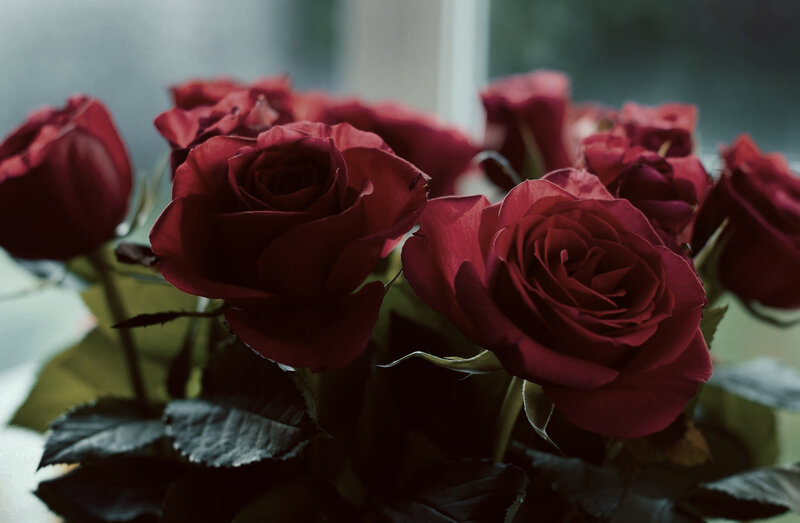 Bunch of Red Roses — Dramatic, Photograph, Flowers, Leaves
