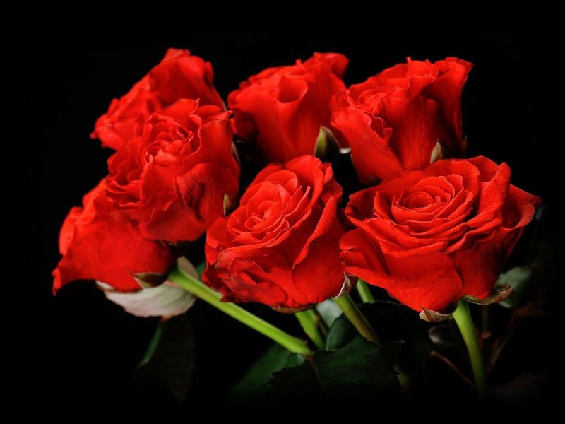 Bunch of Red Roses — Dramatic, Photograph, Flowers