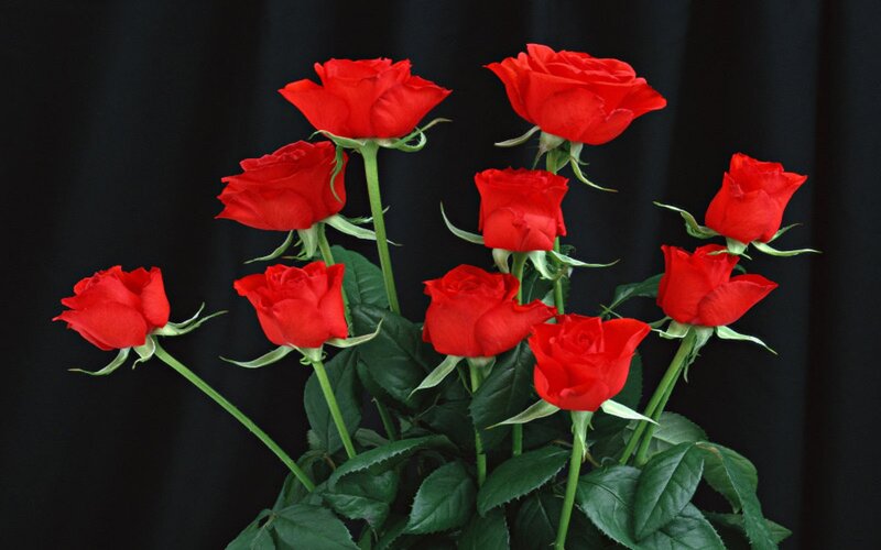 Bunch of Red Roses — Dramatic, Photograph, Green Leaves, Black Background